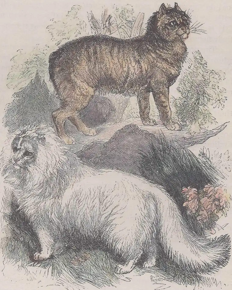 Manx and angora cats, 1885