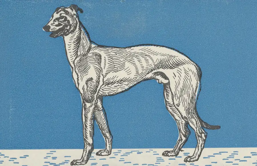 How to measure a dog for a collar