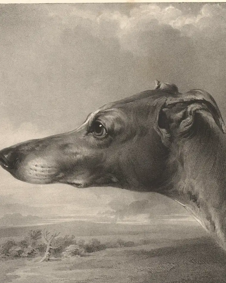 Greyhound, engraving